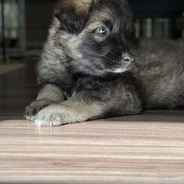 White collar - Fawn sable male Shiloh Shepherd puppy in Watchung, New Jersey from Blue Moon Shilohs