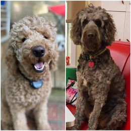 Goldendoodle puppies from Southern Grace Goldendoodles