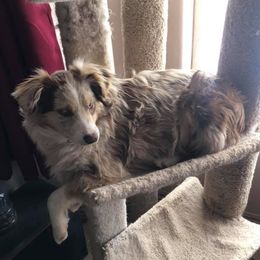 Miniature Australian Shepherds from Norita Sorenson's Mini Aussies