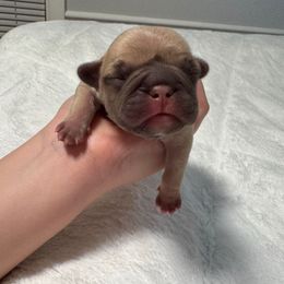 Cinnamon - Blue fawn female French Bulldog puppy in Salisbury, Maryland from 77 Frenchies Maryland