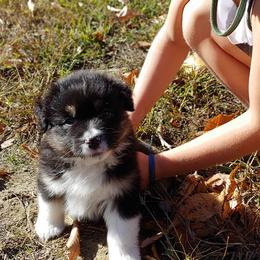 Australian Shepherd Puppies from Scarlet Oak Aussies