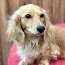 Lola - Dachshund