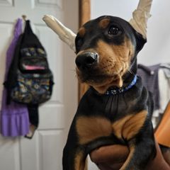 Creed- Blue collar - Black male German Pinscher puppy in Chatham, Virginia from Wild Mountain Haven K9