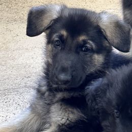 German Shepherd Puppies from Playmate Kennels and Stables