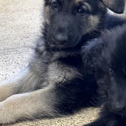 German Shepherd Puppies from Playmate Kennels and Stables