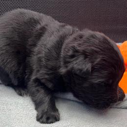 Girl 3 - Black female German Shepherd puppy in Sharon Grove, Kentucky from Julie’s Shepherds