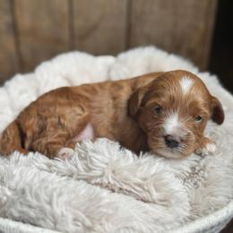 Raven - Red female Cavapoo puppy in Orrstown, Pennsylvania from Pawfect Fur Friends