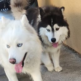 Nala - Siberian Husky