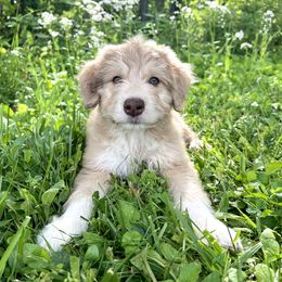 Aussiedoodle Puppies from A Dose Of Doodle
