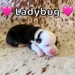 Ladybug - Black and tan female Pembroke Welsh Corgi puppy in Corning, California from C.H. Pembroke Corgis