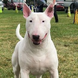 Bull Terriers from Bally Bull Terriers