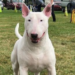 Bull Terriers from Bally Bull Terriers