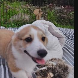 Red 2 - Red male Pembroke Welsh Corgi puppy in Mountain View, Hawaii from Celtic Corgis