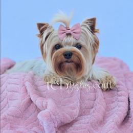 Wynter - Yorkshire Terrier