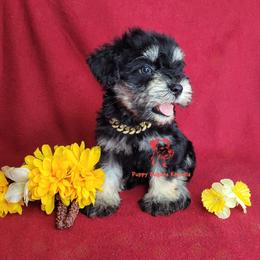 Girl 1 - female Miniature Schnauzer puppy in Fairhope, Alabama from Puppy Sugars Kennels