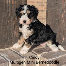 Cindy- Red girl - Tri-color female Bernedoodle puppy in Weatherford, Texas from Donnasdoodlebugs