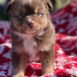 Miniature Australian Shepherd and Toy Australian Shepherd Puppies from Maple Creek Run