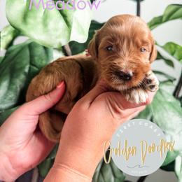 Meadow - Red  female Goldendoodle puppy in Jacksonville, Florida from First Coast Goldendoodles