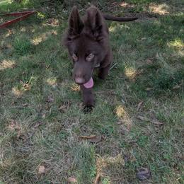 German Shepherd Puppies from Evergreen Shepherds
