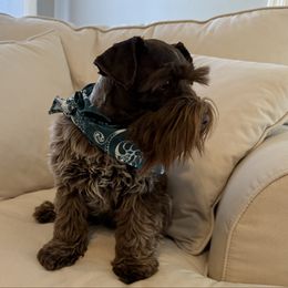 Dakota - Miniature Schnauzer