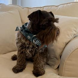 Dakota - Miniature Schnauzer