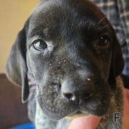 1st pick female - Liver and white female German Shorthaired Pointer puppy in Forest Lake, Minnesota from Northern Lights Goldens
