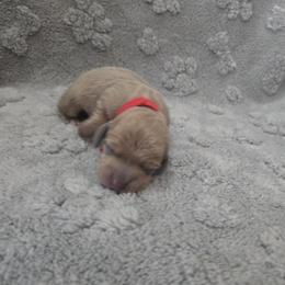 Boy 3 - male Dachshund puppy in Mulberry, Florida from J's Mini Dachshunds