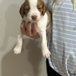 Starburst (Girl 2) - Orange and white female Brittany puppy in Claxton, Georgia from Bull Creek Kennels