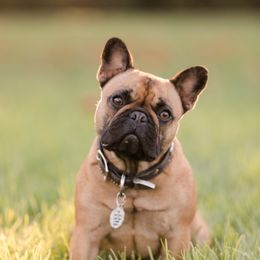 Hazel - French Bulldog