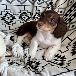 Dachshund Puppies from Dachshund Den
