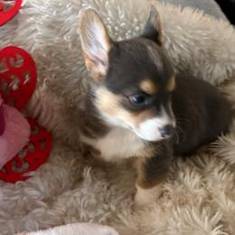 Girl 2 - Blue female Pembroke Welsh Corgi puppy in Tucson, Arizona from Sierrita Mountain Corgis