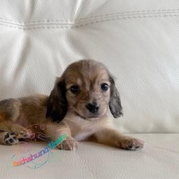Jupiter - Cream male Dachshund puppy in Peyton, Colorado from Dachshund Universe