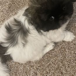 Pekingese Puppies from Millennium Falcon Kennels