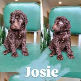 Josie - Chocolate female Goldendoodle puppy in Wagener, South Carolina from Noble Friend Breeders LLC