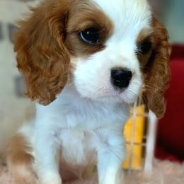 Lilac - Blenheim female Cavalier King Charles Spaniel puppy in Marshfield, Missouri from Puppyloversplace