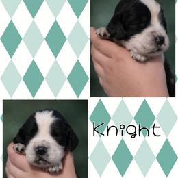 Knight - Black and white male English Springer Spaniel puppy in Florida from Thunderbird Springers