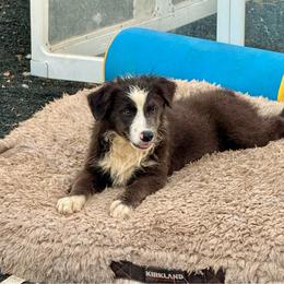 Black bi female - Black & white female Miniature Australian Shepherd puppy in Lemon Cove, California from Magic Ranch Mini Aussies