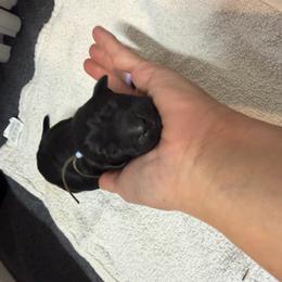 Teal in Light Blue - Black female Labrador Retriever puppy in Elloree, South Carolina from Moonlight Kennels LLC