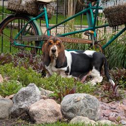 Laney - Black brown and white female Basset Hound puppy in Versailles, Indiana from Bedrock Basset Hounds