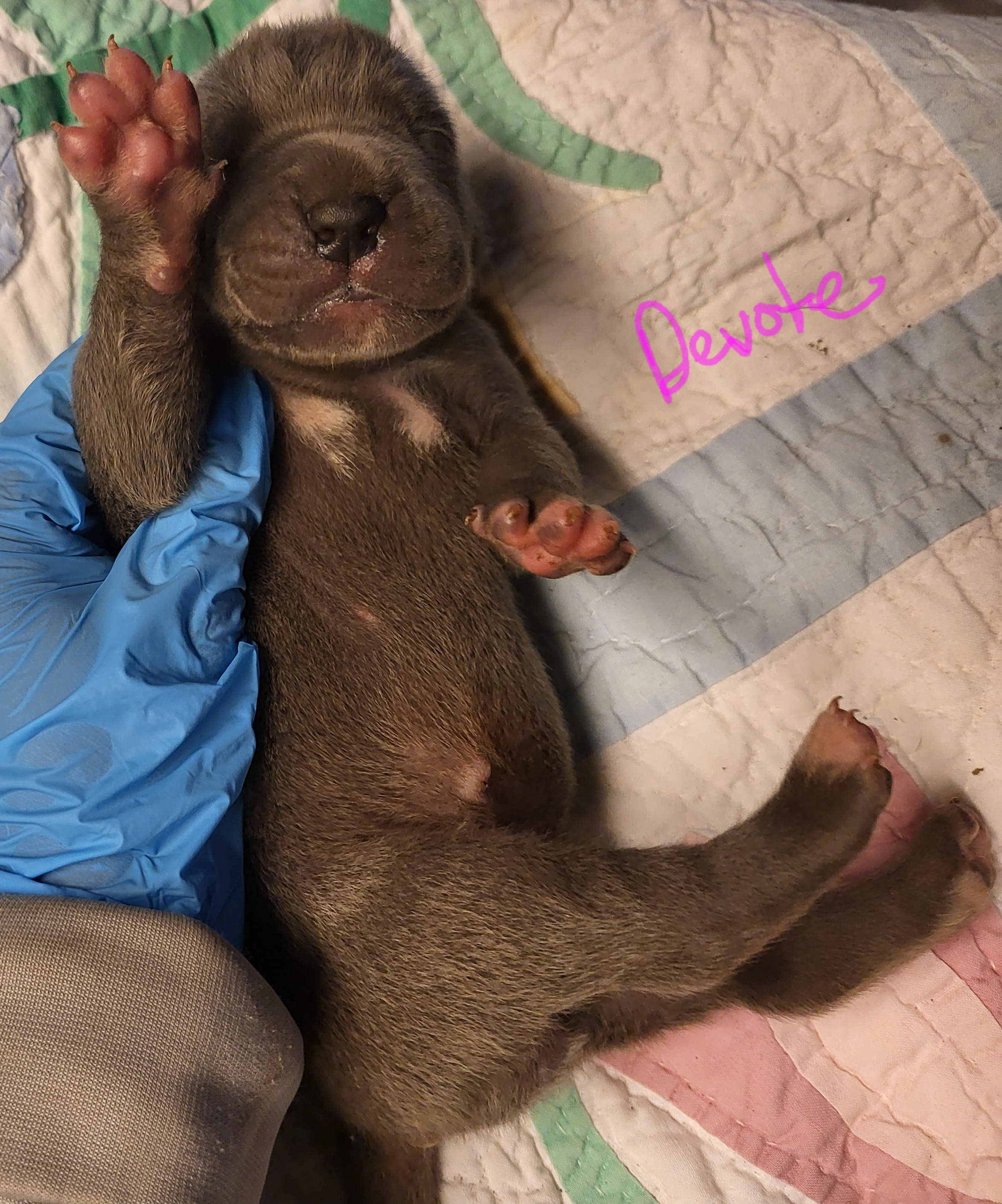 Great Dane Puppies from Grant’s Gorgeous Greats
