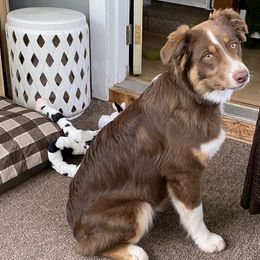 Boy - Red Australian Shepherd puppy in Ashland, Wisconsin from Ahava's Australian Shepherds