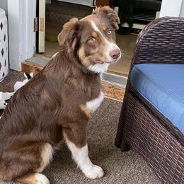 Boy - Red Australian Shepherd puppy in Ashland, Wisconsin from Ahava's Australian Shepherds