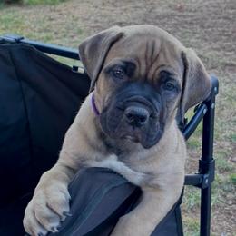 Moxie- Purple collar - Brown female Boerboel puppy in Pearce, Arizona from Desert Stronghold Boerboels