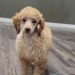 Willie - Apricot male Poodle puppy in Missouri from KDK Missouri Miniature Poodles