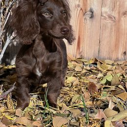 Dachshund All Grown Up from Idaho Dachshunds