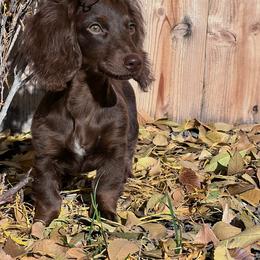 Dachshund All Grown Up from Idaho Dachshunds