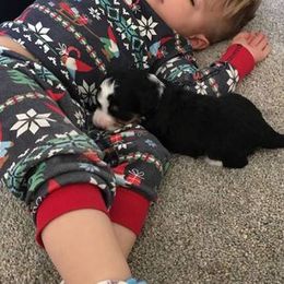 Bernedoodle Puppies from Natchez Trace Doodles