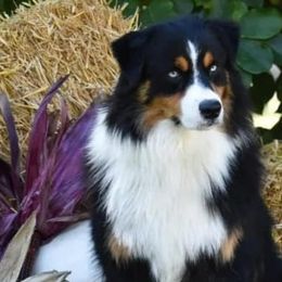 Australian Shepherds from Kempers Aussies