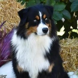 Australian Shepherds from Kempers Aussies