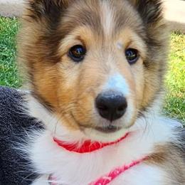 Gray - Sable and white male Shetland Sheepdog puppy in Chandler, Arizona from Keri Koch
